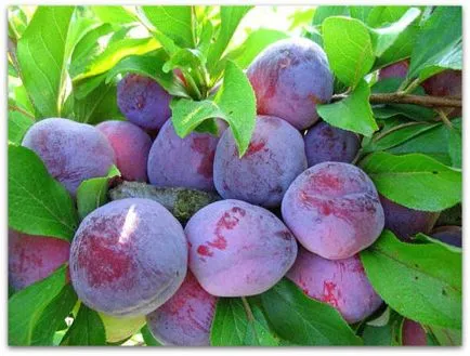 prune soiuri populare din China, inclusiv apariția timpurie și superior, în special de plantare și îngrijire