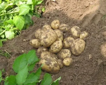 Miért álom egy burgonya álom könyvek és népszerű értelmezések