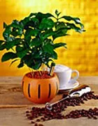 arbore de cafea - îngrășăminte, plante de casa, cafea, lemn