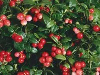 Cranberry градина едроплодните - хасиенда онлайн