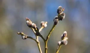 Когато дойде пролетта, или дневник phenologist