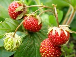 Strawberry de îngrijire grădină în primăvară pentru a crește recolta