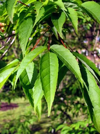 Maple (acer) juharfa, juharfa