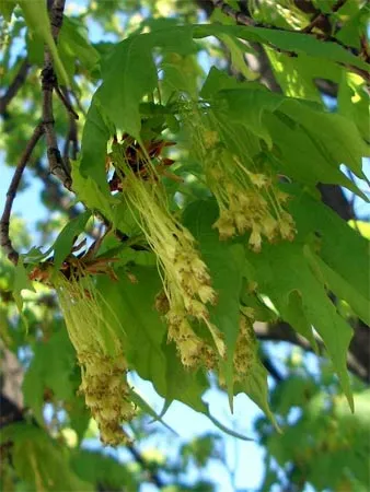 Maple (acer) juharfa, juharfa