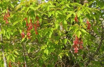 Maple cu frunze sau descriere americană, cultivare și întreținere, foto