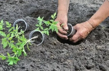 Când să planteze roșii în teren deschis în 2017