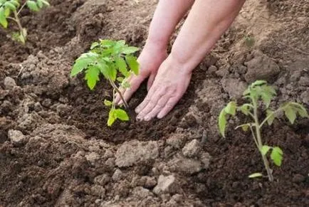 Când să planteze roșii în teren deschis în 2017