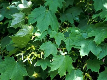 Maple (acer), arțar copac, lemn de arțar