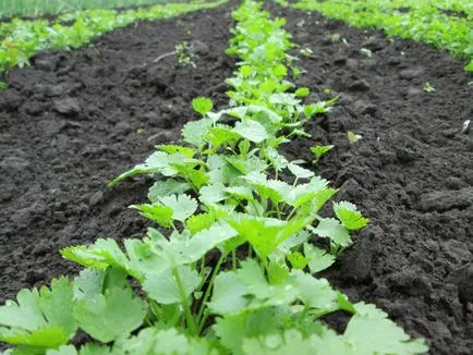 Amikor a növény petrezselyem ültetés időpontját, a talajban vagy pot