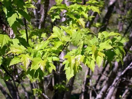 Maple (acer) juharfa, juharfa