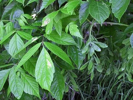 Maple (acer), arțar copac, lemn de arțar