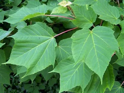 Maple (acer) juharfa, juharfa