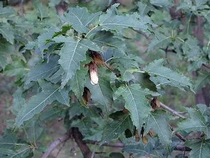 Maple (acer) juharfa, juharfa