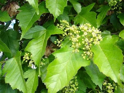 Maple (acer), arțar copac, lemn de arțar