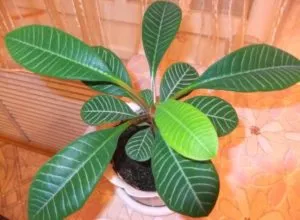 Растение Euphorbia полза или вреда
