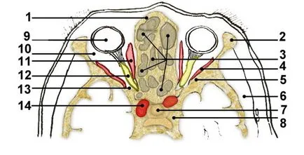 Computerizată anatomie tomografică a organelor ORL, pagina 6