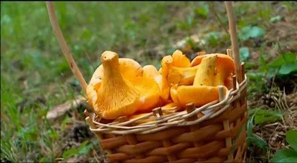 rețete Canning Chanterelle condiții casnice