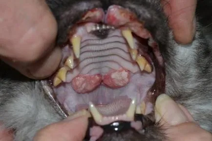 Eosinophil granuloma komplex macskák állatorvosi klinika Dr. Shubin
