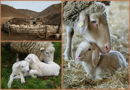 Kotyatsya macskák, tehenek, borjak, sertések, malacok, juhok és kecskék, mint ők