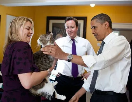 Pisici președinți și prim-miniștri