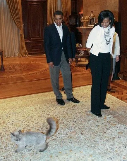 Pisici președinți și prim-miniștri