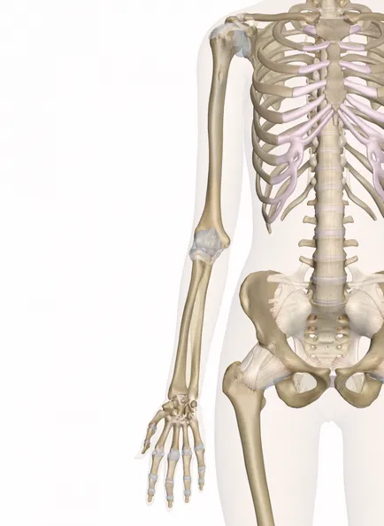 Csont emberi kéz kefék szerkezete és funkciója