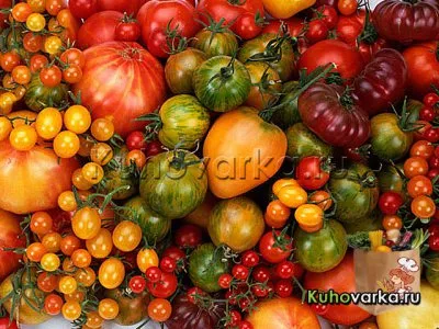 tomate suculent