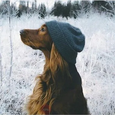 Dog Borodina vált népszerű televíziós műsorvezető, Art Review