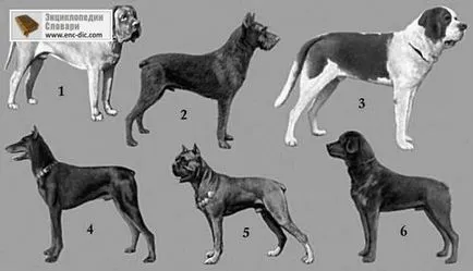 Kutyák - Nagy Szovjet Enciklopédia - Encyclopedia & amp; szótárak