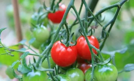 Összeegyeztethetősége növények a kertben, vagy a vegyes ültetés