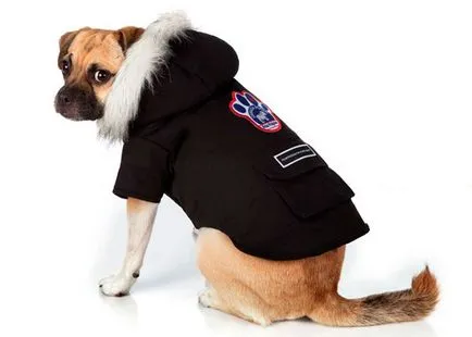 Dog Fashion 2013 jelmezek kutyáknak, Ruhák a kutyák számára, hogyan kell öltözni, és díszítse a kutya, minden