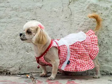 Dog Fashion 2013 jelmezek kutyáknak, Ruhák a kutyák számára, hogyan kell öltözni, és díszítse a kutya, minden