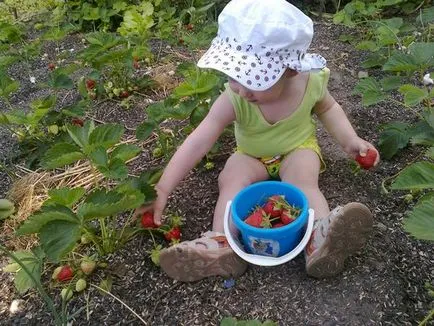 Fajták eper (szamóca) korai, középső, késő, többször virágzó, semleges fény