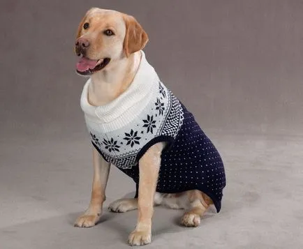 Куче мода 2013 костюми за кучета, Дрехи за кучета, как да се обличат и украсяват кучето си, всичко,