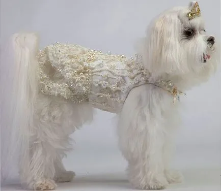 Dog Fashion 2013 jelmezek kutyáknak, Ruhák a kutyák számára, hogyan kell öltözni, és díszítse a kutya, minden