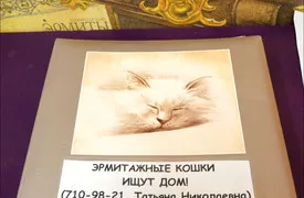 Kotokafe „pisici republică“, București