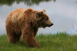 Кратка информация за мечката
