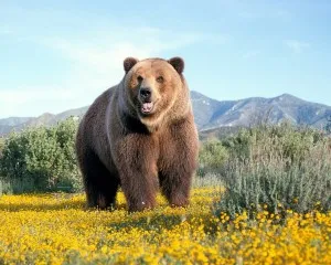 Кратка информация за мечката
