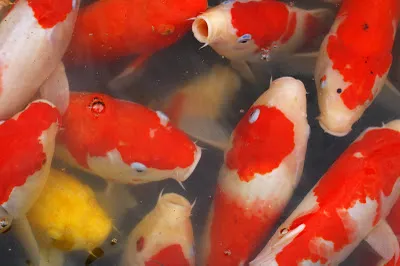koi colorat, descriere pește cum cuprind hrana peștilor