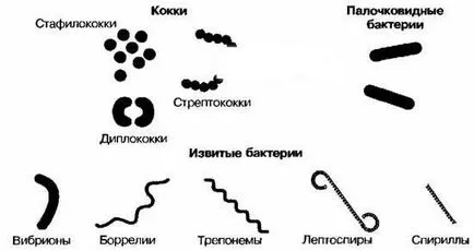 Кратка класификация на стрептококи и тяхното медицинско значение на медицински блог линейка лекар