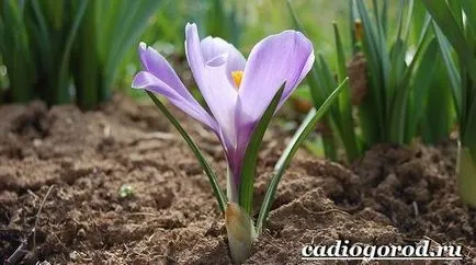 Crocus цвете