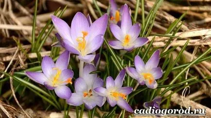 Crocus virág