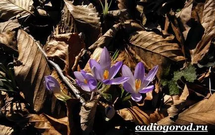 Crocus цвете