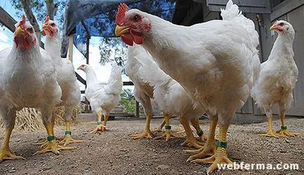 Csirkék enciklopédia fajták, tippeket kedvező tartalom