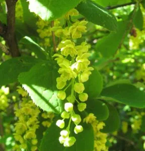 Amur dracilă Bush