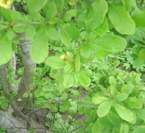 Amur dracilă Bush