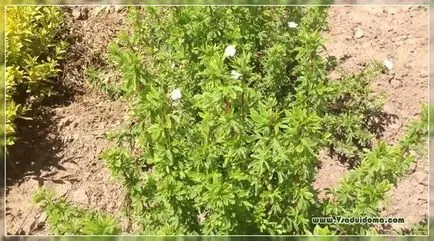 Cinquefoil arbust (foto) de plantare și îngrijire