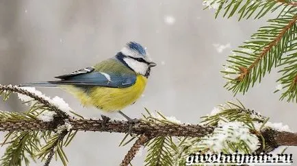 pasăre TIT albastru