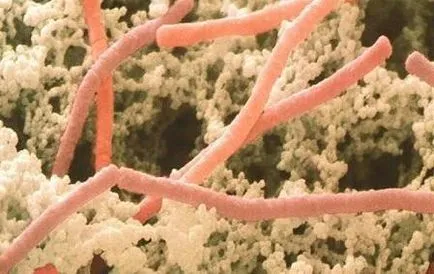 Lactococcus lactis és ceremorishoz streptococcus thermophilus, Lactobacillus acidophilus