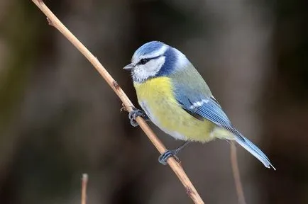 Albastru fotografie țâțe albastru TIT